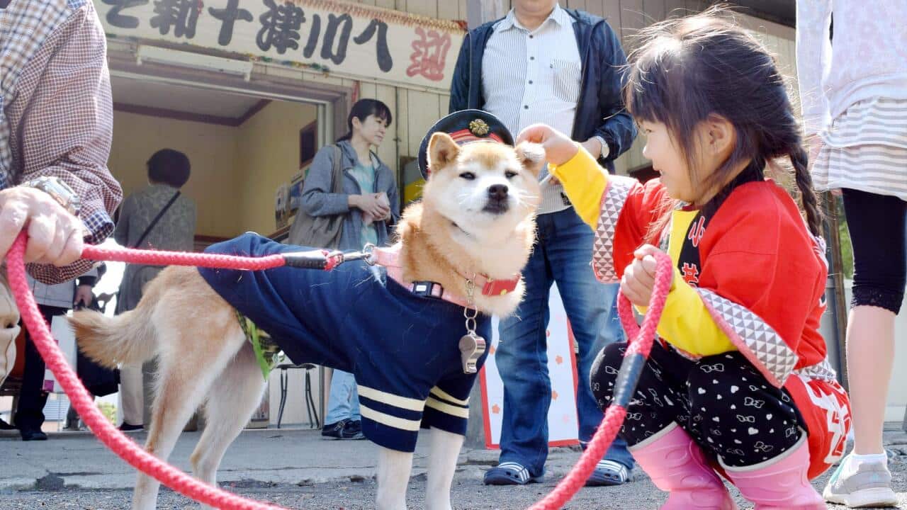 Lala, the "dog stationmaster" of JR Shin-Totsukawa train station, is pictured in Shin-Totsukawa, Hokkaido