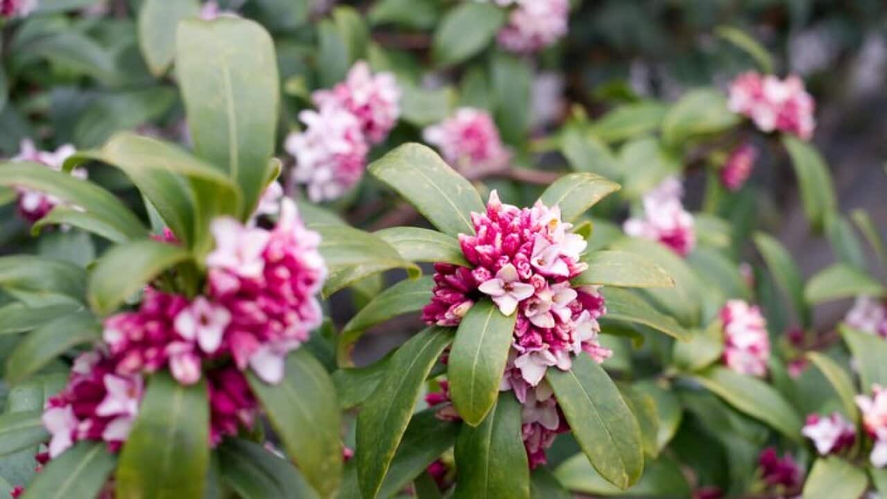 Winter daphne flower