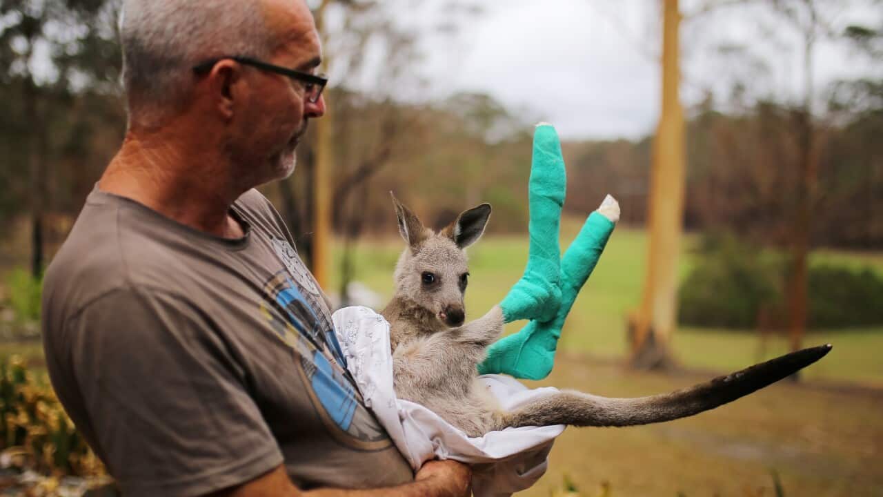 Qantas, an orphaned Eastern Grey Kangaroo joey whose feet were burned in recent bushfires, is held by WIRES Carer Kevin Clapson.