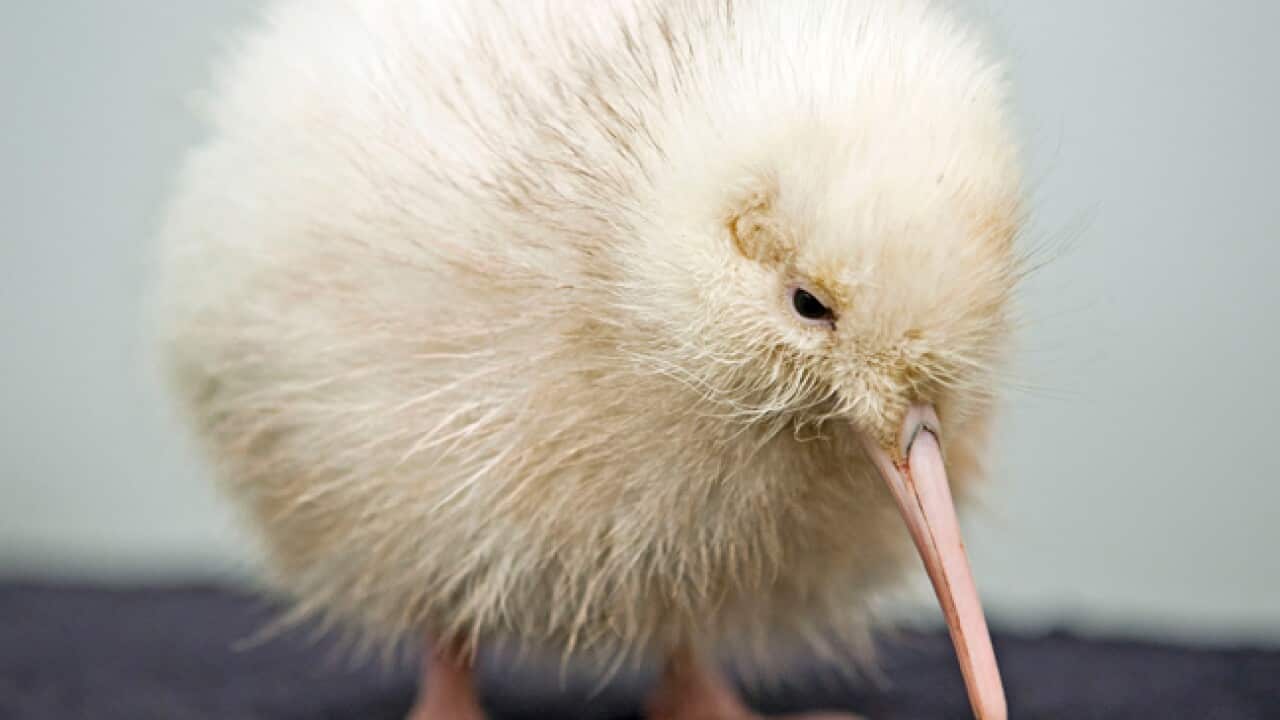 white_kiwi_110524_B_AAP_558467632