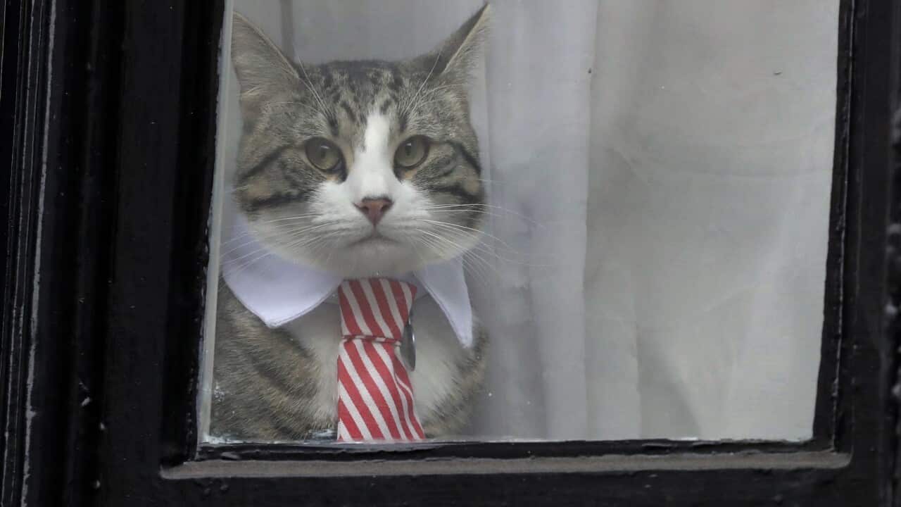 Julian Assange's cat James, dressed with a collar and tie, looks out from a window of the Ecuadorian embassy in London.