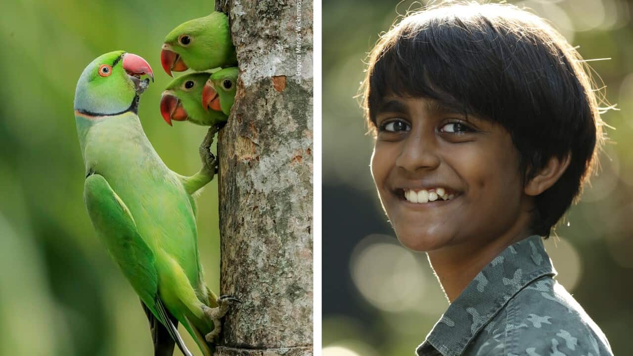 Gagana Wickramasinghe: The world's best child wildlife photographer of the year speaks to SBS Sinhala