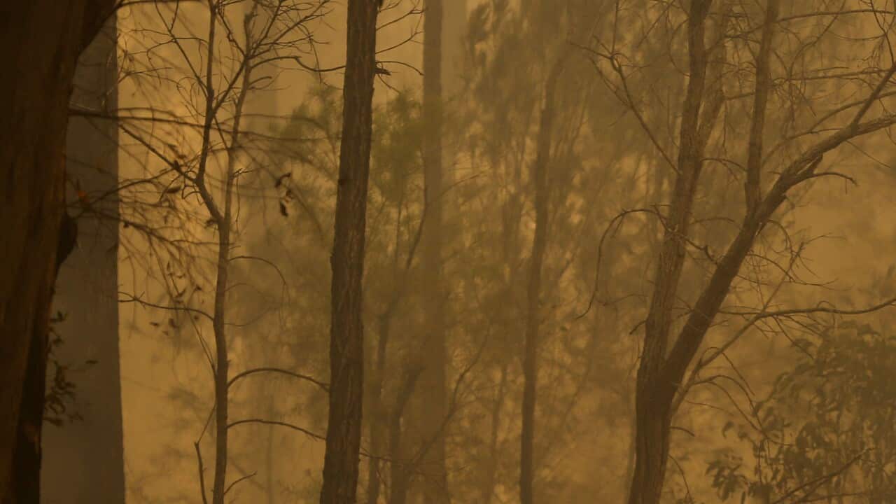 A resident puts out spot fires on property along Metts road at Old Bar, Sunday, November 10, 2019. (AAP Image/Darren Pateman) NO ARCHIVING, EDITORIAL USE ONLY