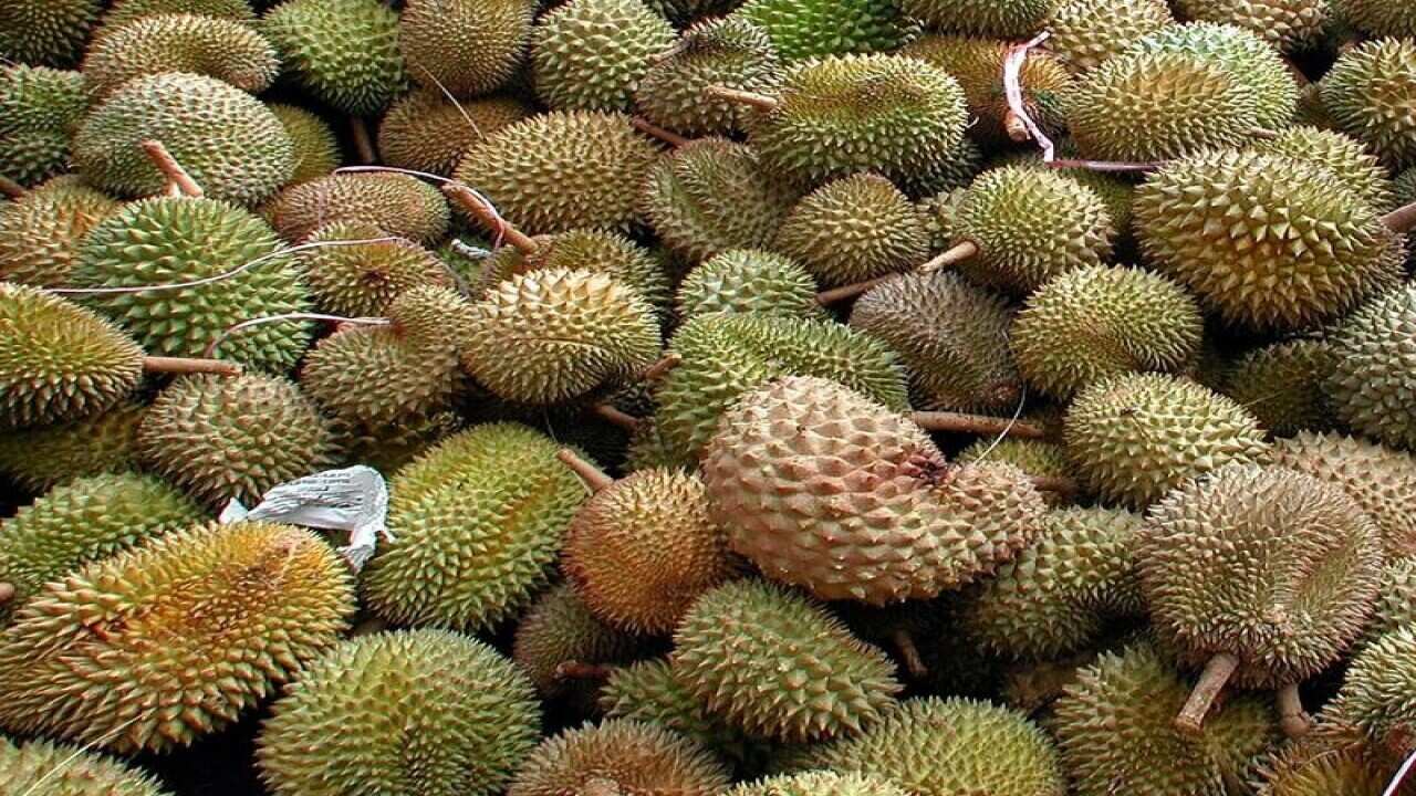 Durian fruit