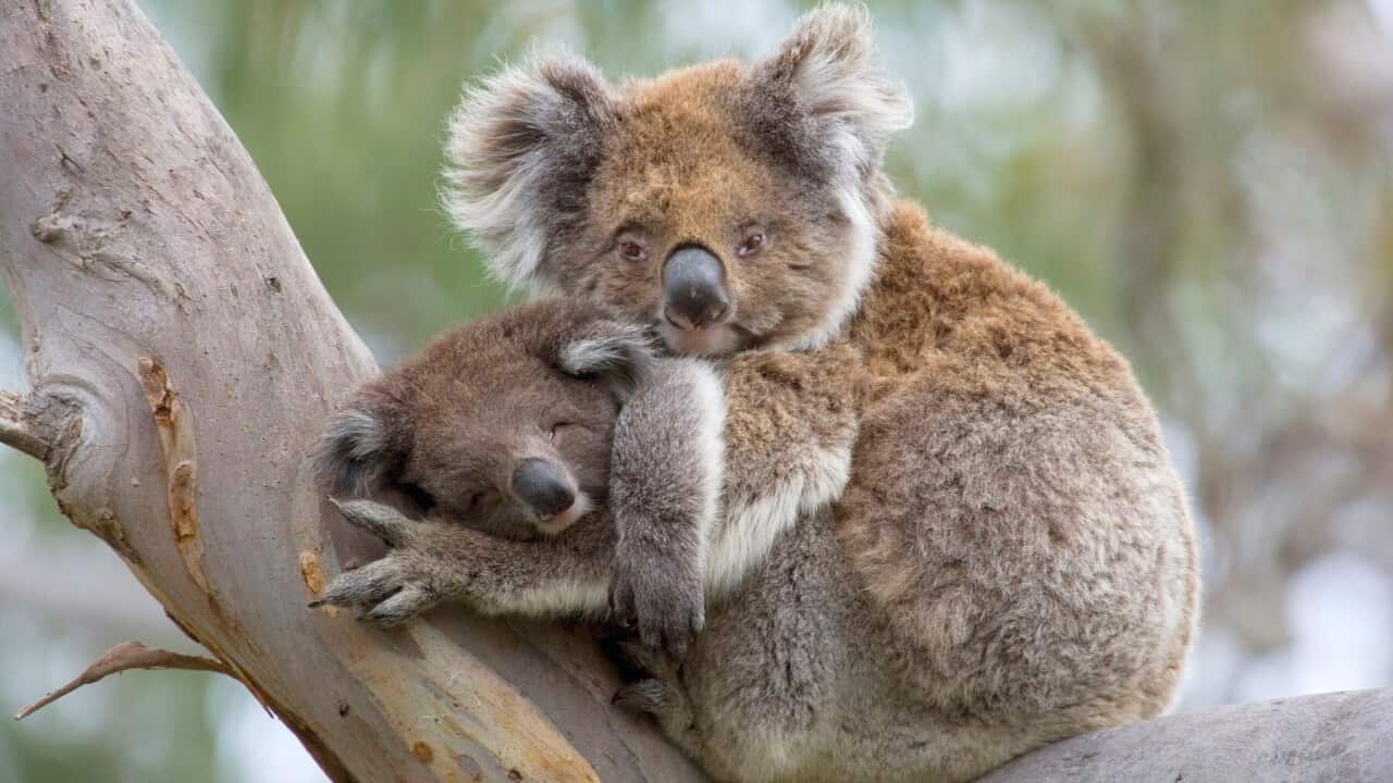 Koala mother and baby