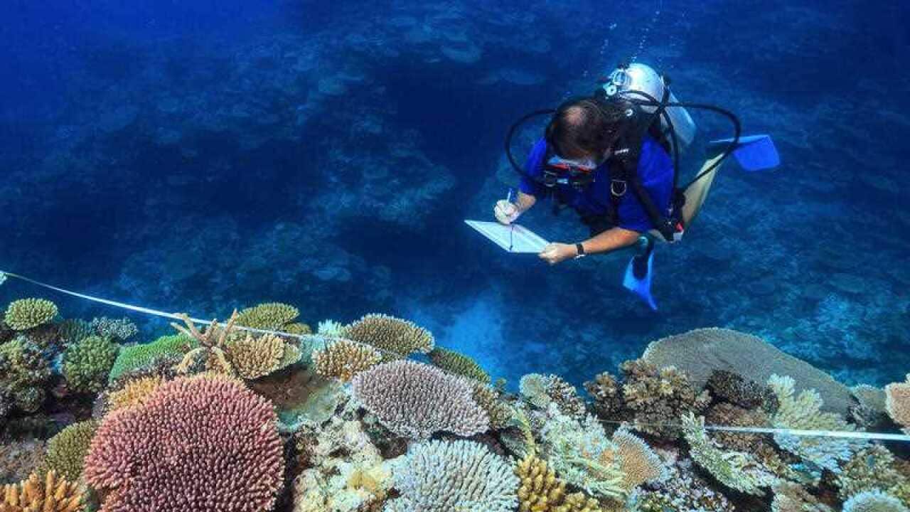 Coral bleaching, a deadly disease that strikes reefs when oceans heat up, has risen nearly five-fold since the 1980s