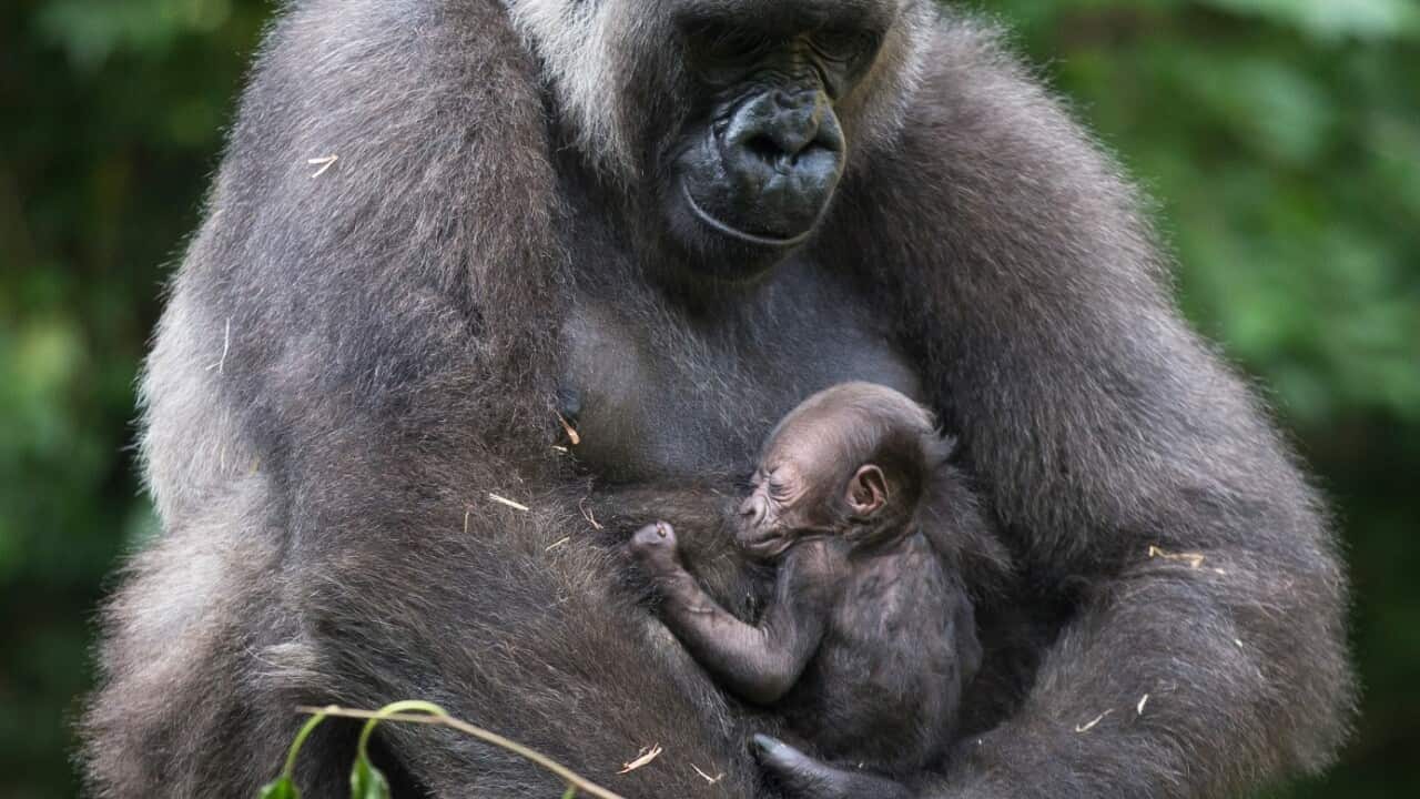 File image of Anju, a Western Lowland Gorilla, holding her week-old newborn in the Gorilla World habitat at the Cincinnati Zoo 