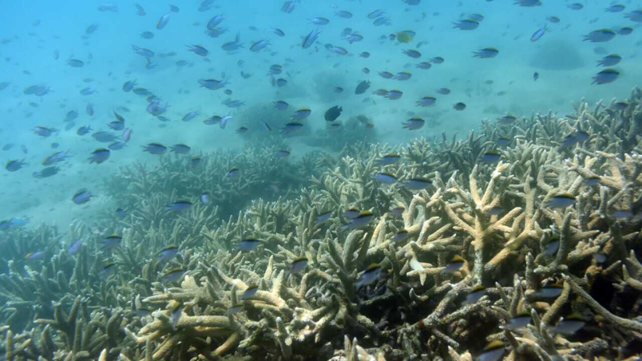 Tropical fish swim along a coral reef off Great Keppel Island