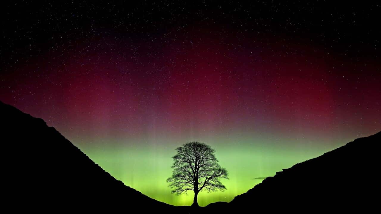 Sycamore Gap tree felled court case