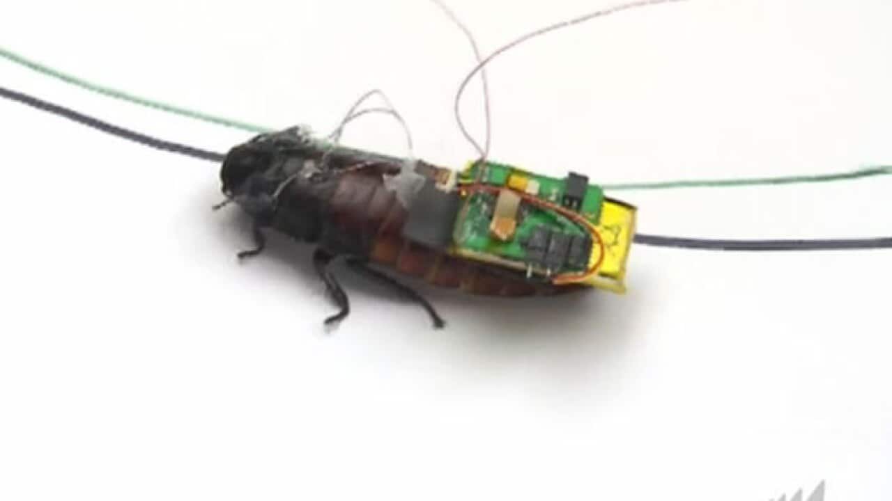 robo_roach_120918_b_cnn_1031729433