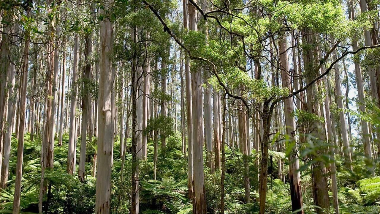 native flora in Australia