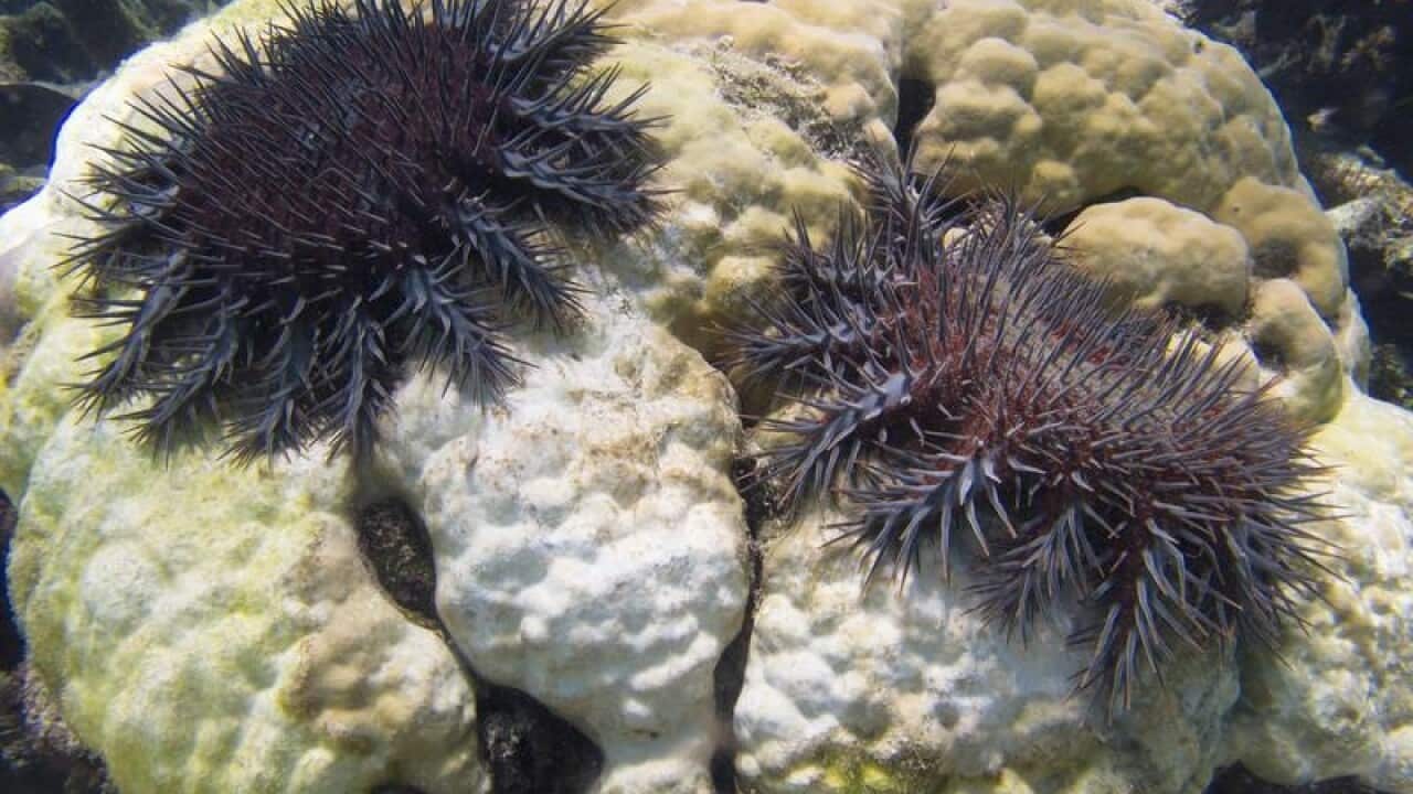 Crown of thorns starfish feeding on a coral head