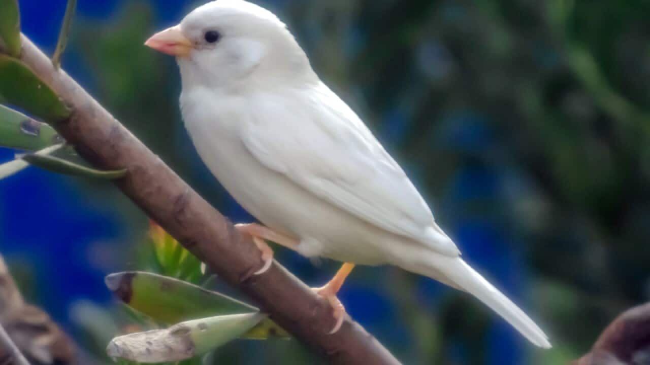 Rare albino sparrow.