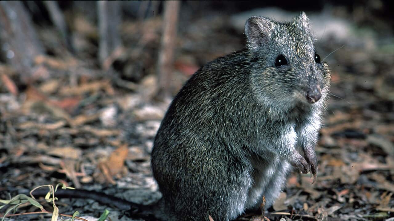 A Gilbert's potoroo