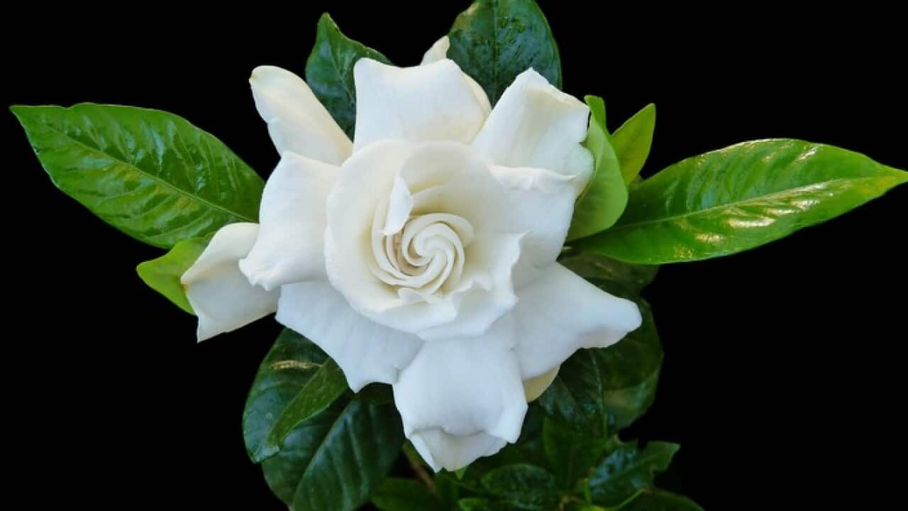 Gardenia