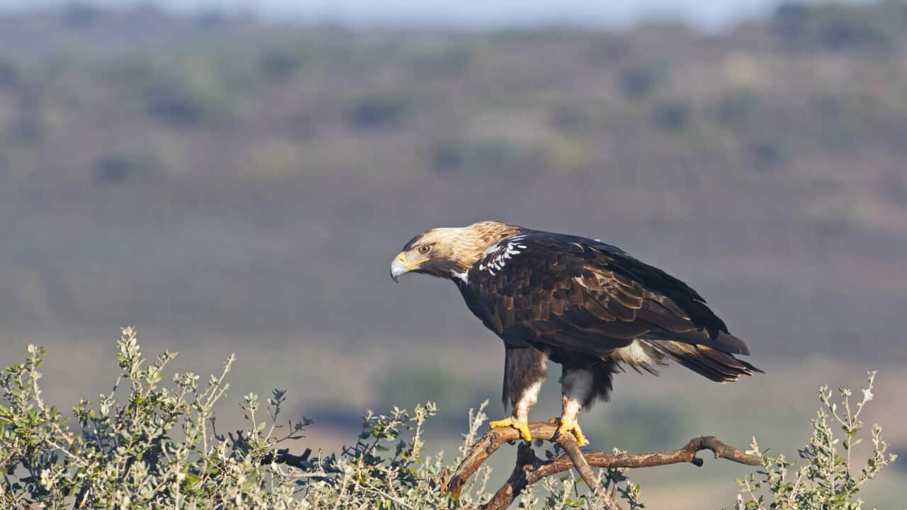Spanish Imperial Eagle