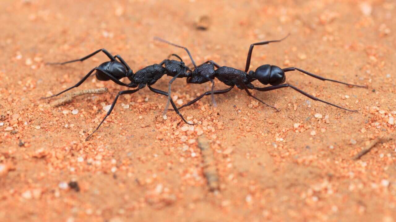 Rhytidoponera mayri worker ants (Supplied - Heloise Gibb, La Trobe University)