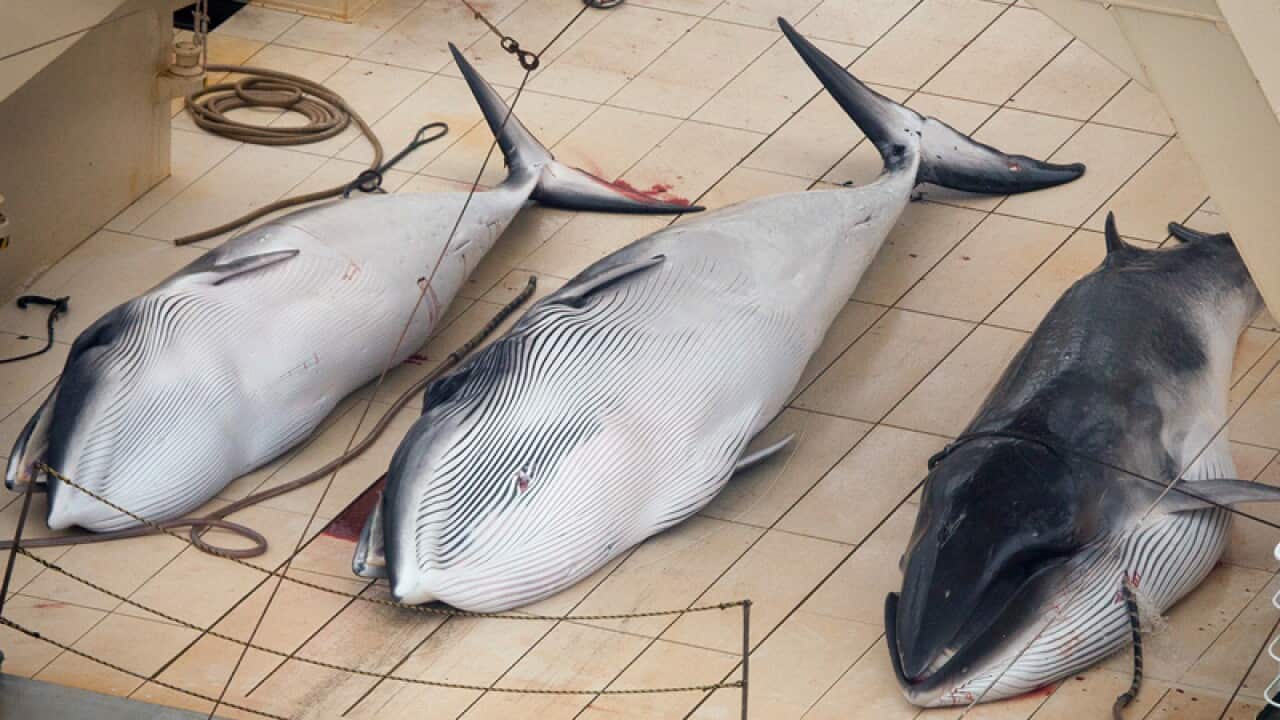 Three dead minke whales on the deck of a Japanese whaling vessel