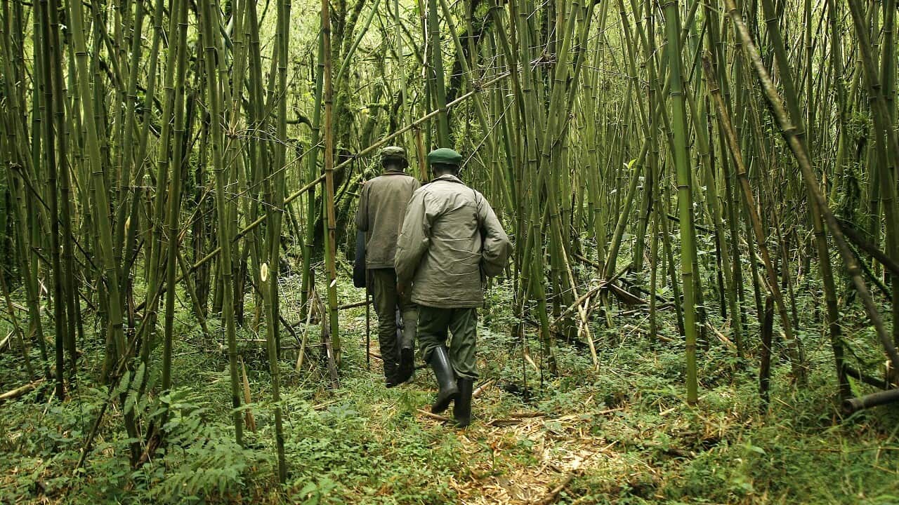 Park rangers make their way with a group of visitors through the Virunga national park, near the Uganda border in eastern Congo.