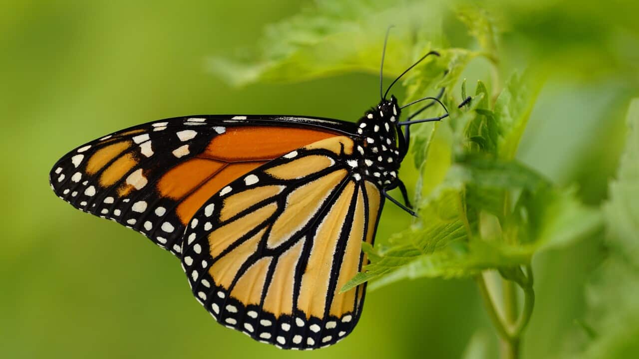 Climate Threatened Species List