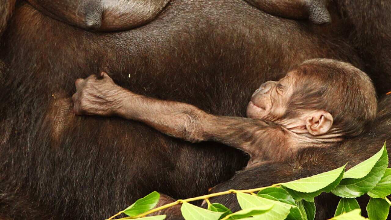 baby_gorilla_taronga_110124_B_getty_878715674