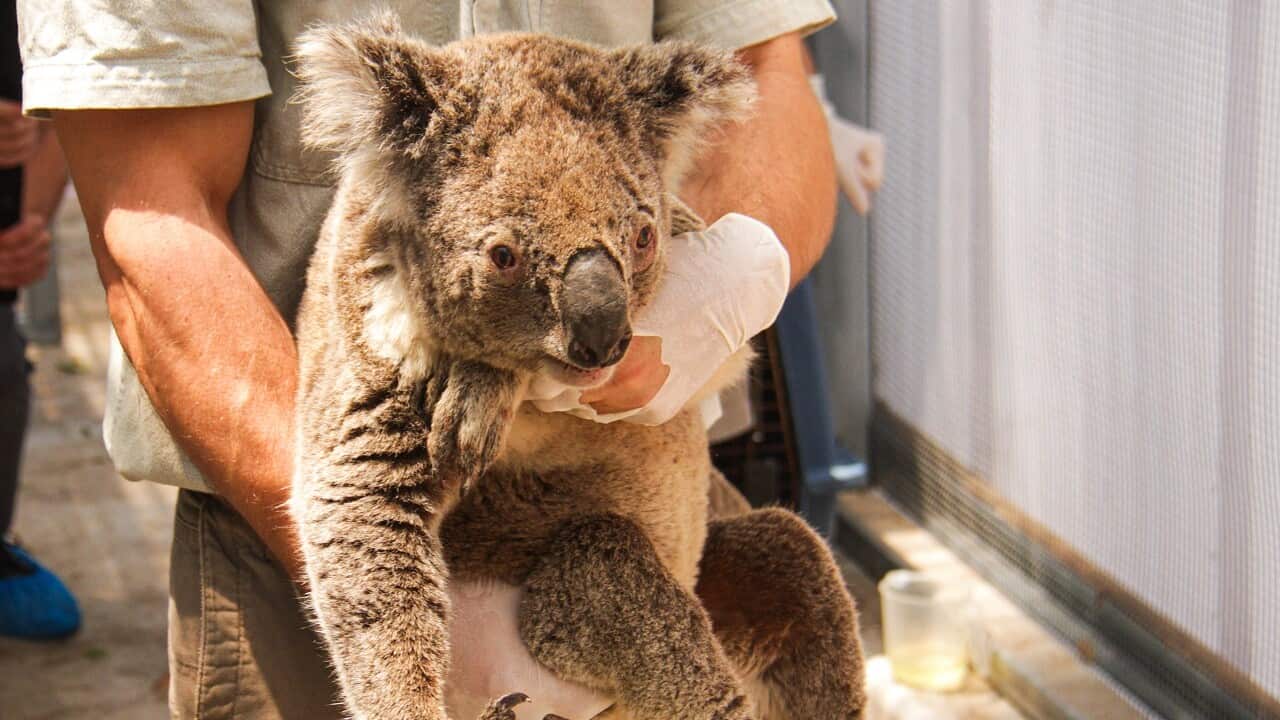 Twelve koalas were rescued. 