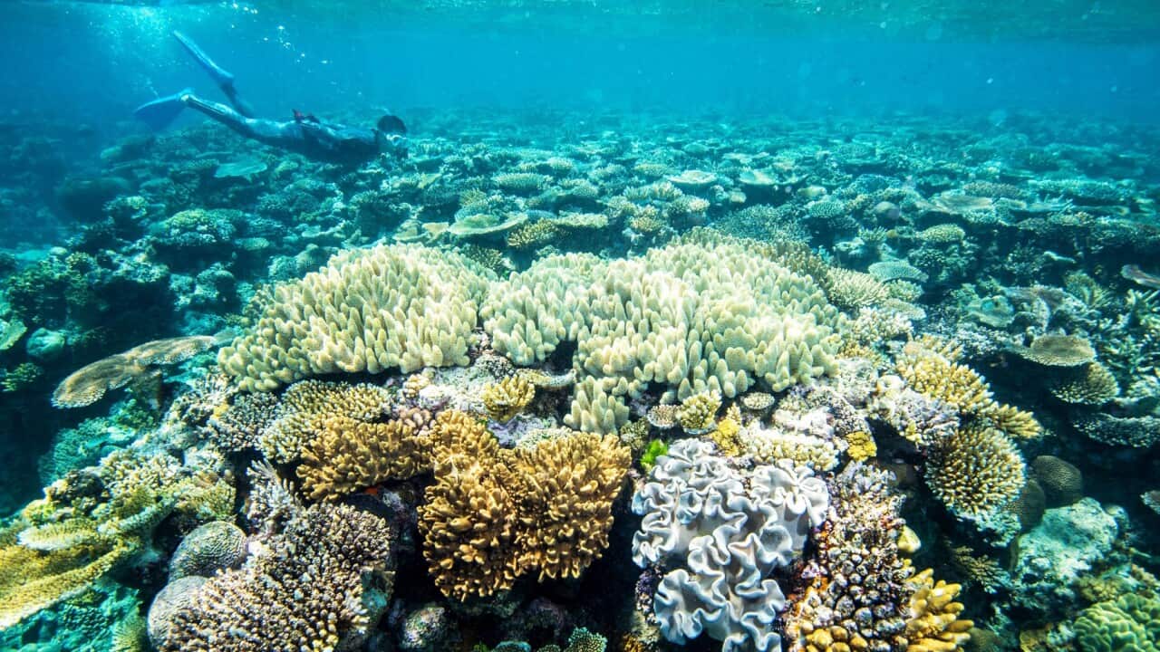 Corals in the Great Barrier Reef in waters off the northeastern coast of Australia