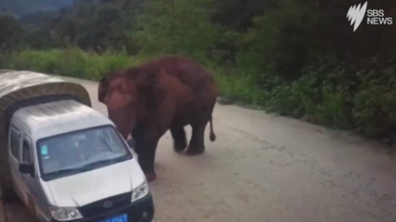 Elephant attacks vehicles in southwest China.