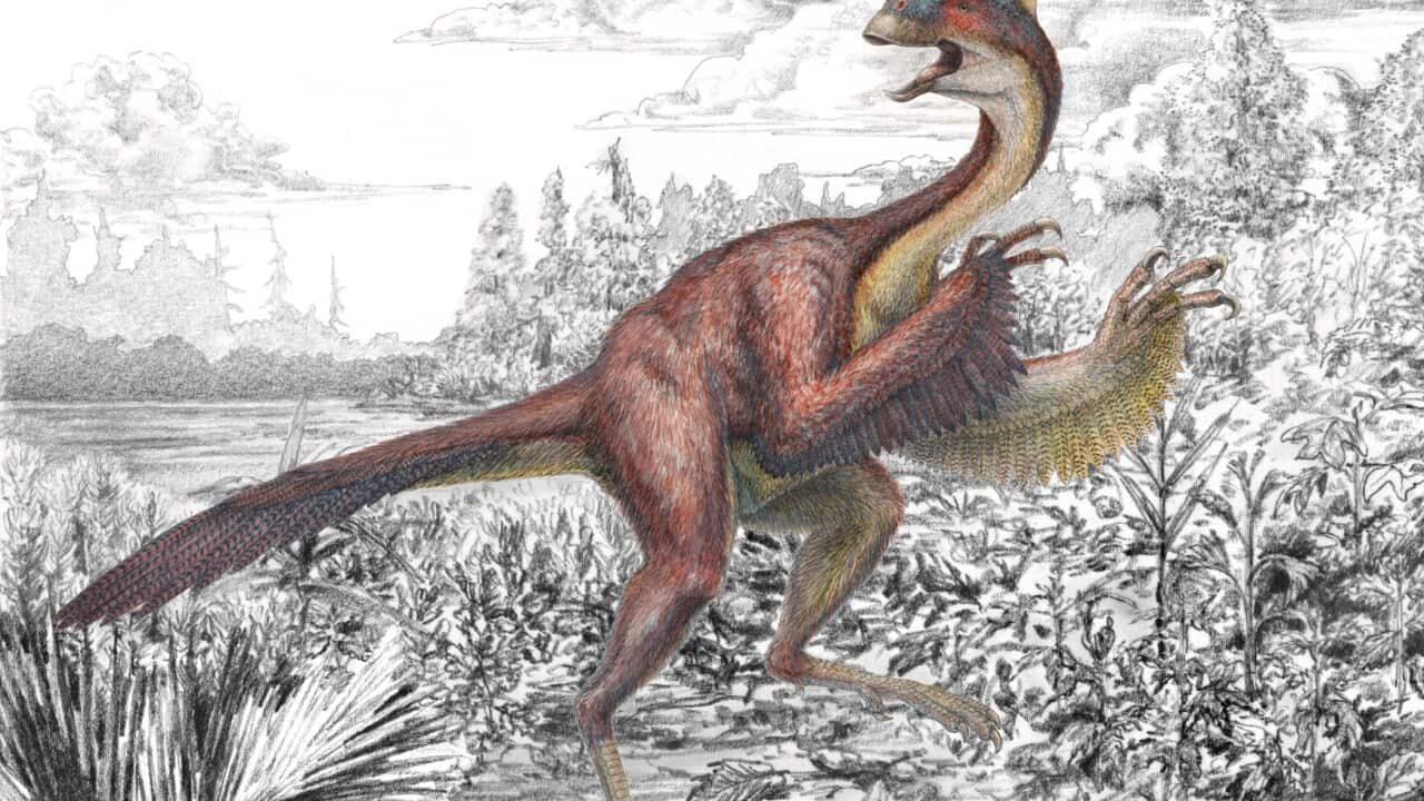 Dubbed Anzu wyliei, referring both to a mythological feathered demon and the name of a Carnegie museum trustee's grandson, the seven-foot-tall creature weighed about 500 pounds when it roamed western North America 66 to 68 million years ago. (Illustration