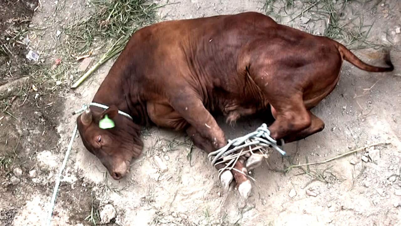Australian cattle being mistreated in Mauritius