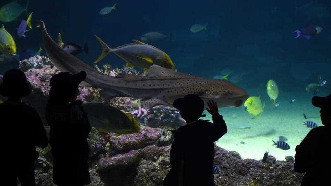 SEA LIFE Sydney Aquarium