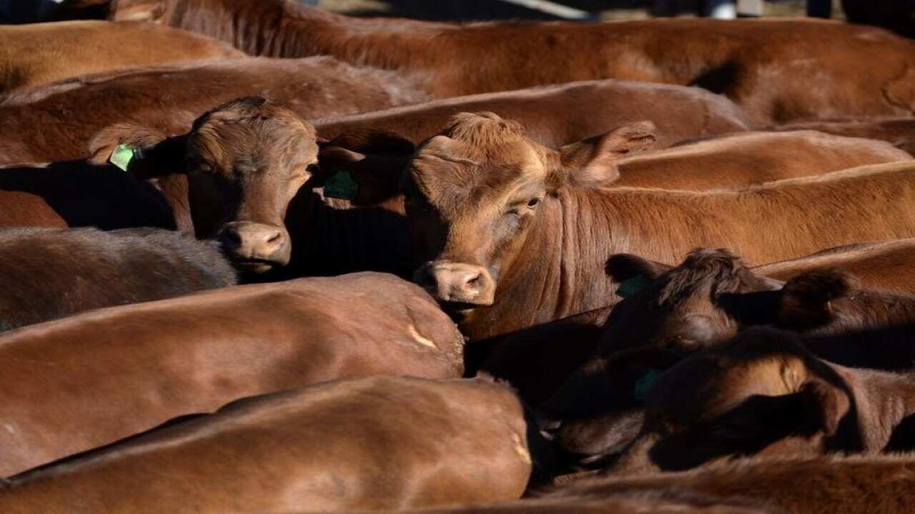 CATTLE IN STOCKYARD
