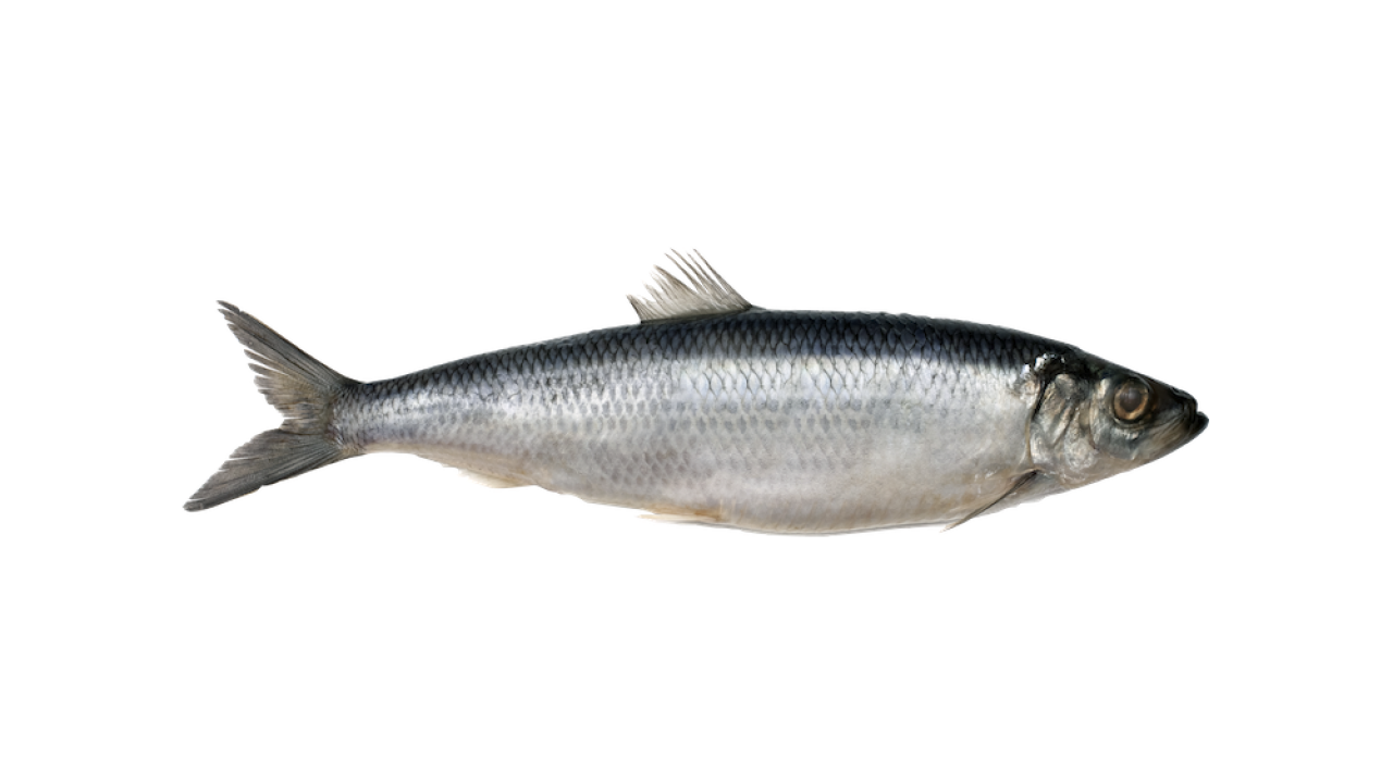 Śledź