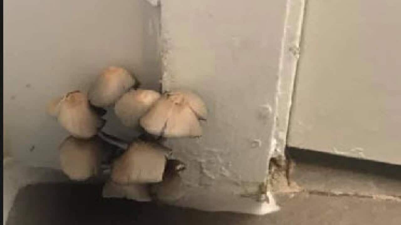 Mum’s ’disgusting’ find in door frame.