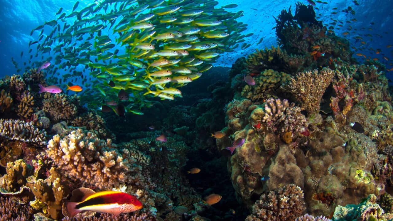Great Barrier Reef.