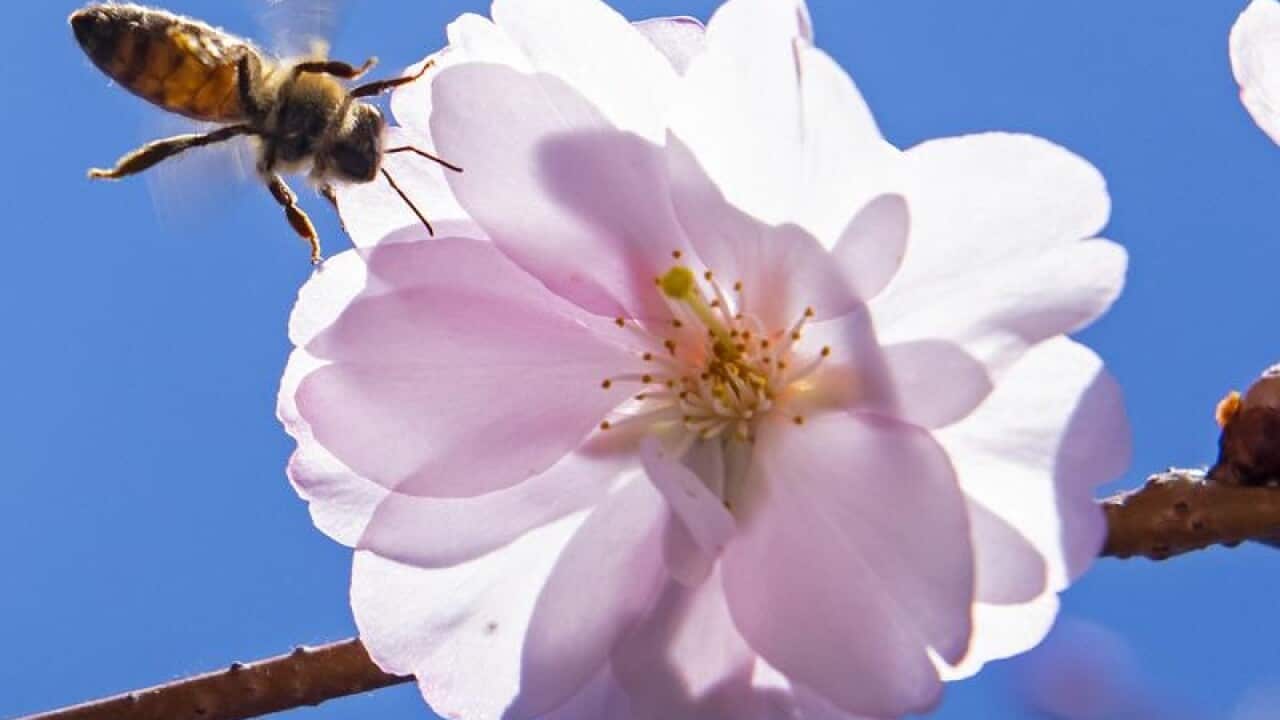 Bee and blossom