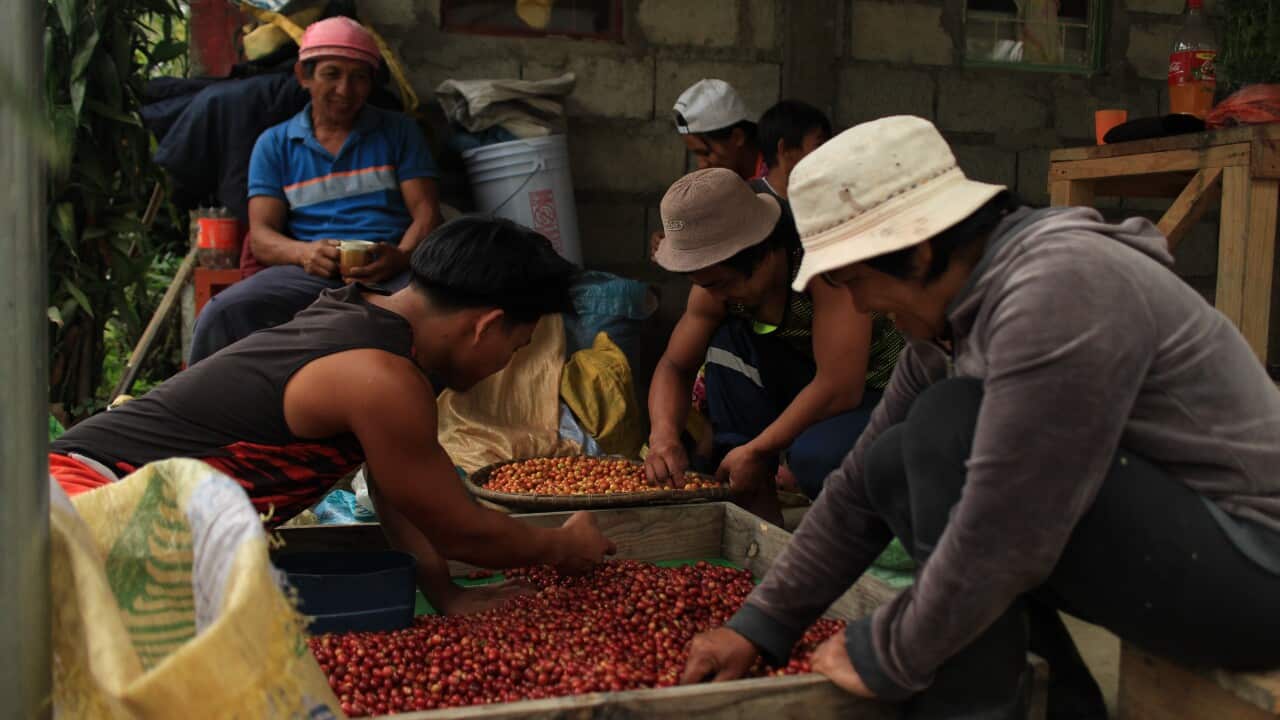alternative coffee beans, kape serye
