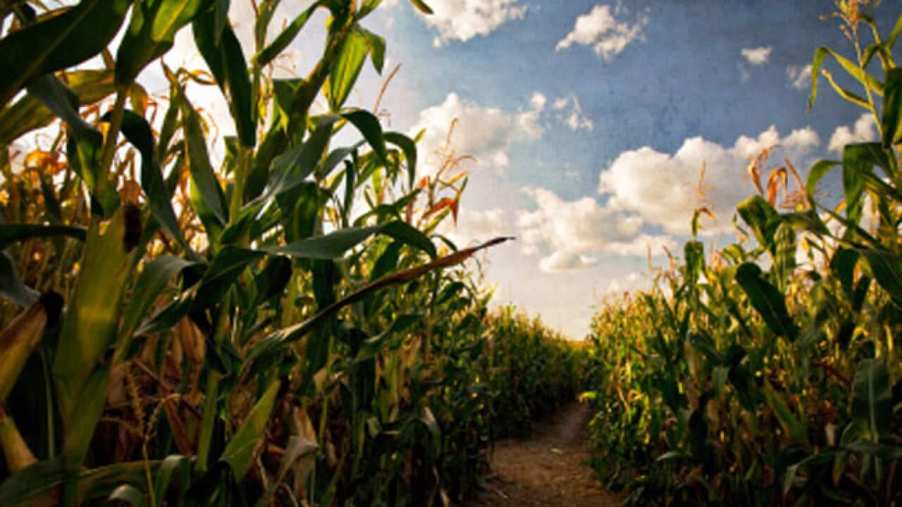 corn_maze_US_111011_getty_1923220634