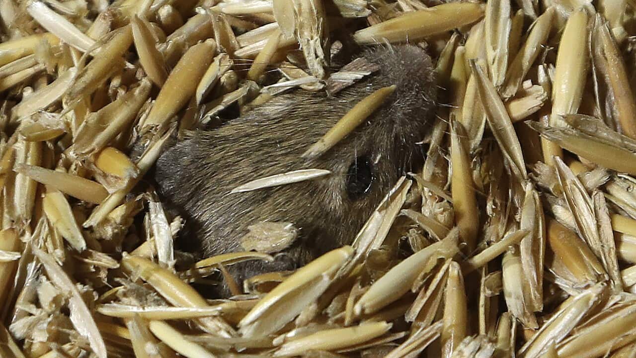 Image for read more article 'เรื่องอื่นๆ ที่น่าสนใจจากเอสบีเอส ไทย'