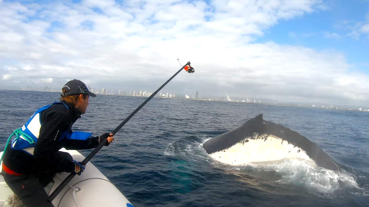 BB IV Olaf Meynecke Tagging Gold Coast.png