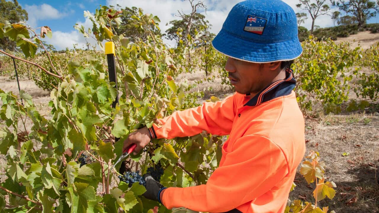 Harvest of Shiraz winegrapes in Australia's Barossa Valley