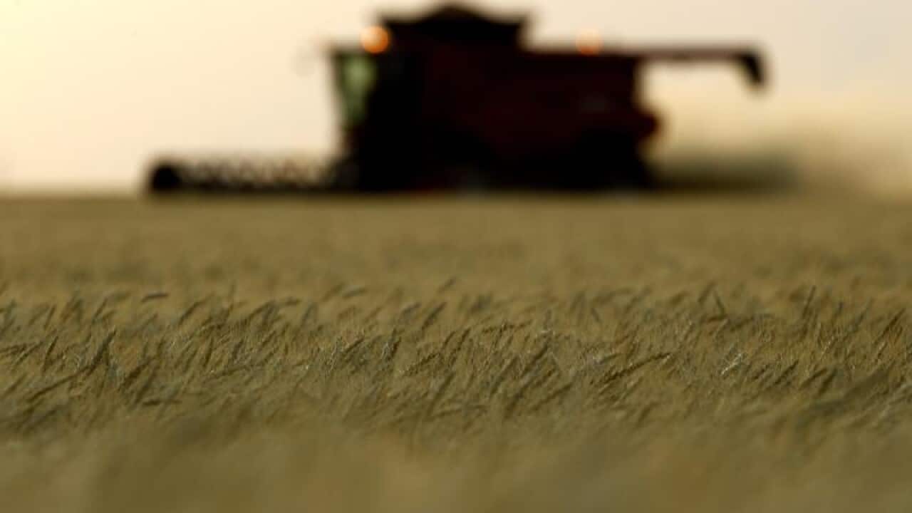 Wheat
