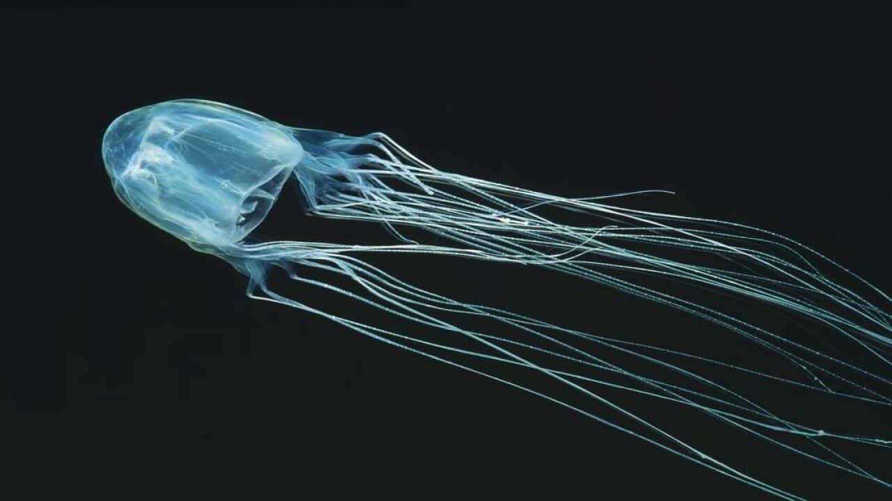 A box jellyfish