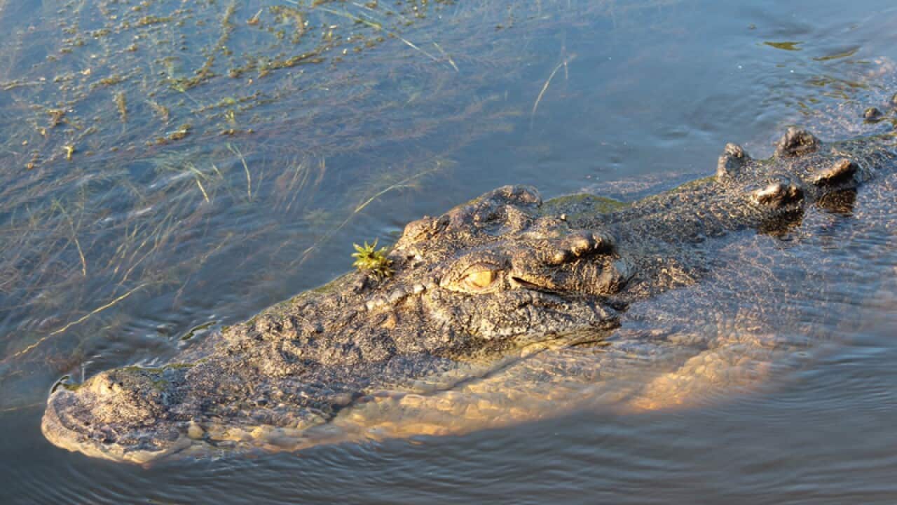 crocodile