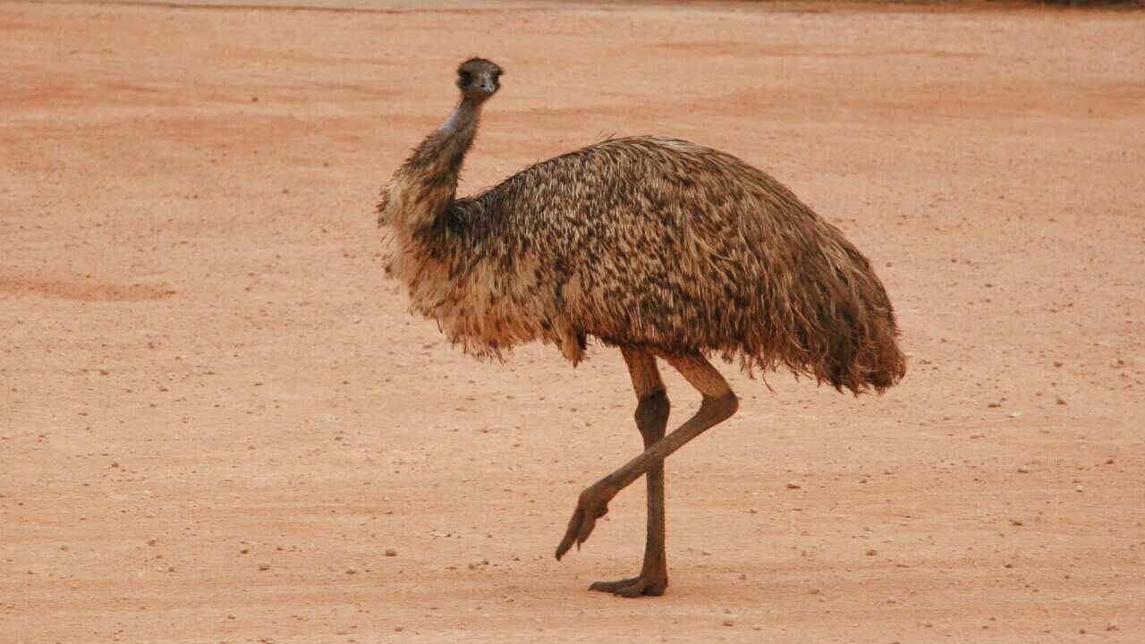 AAP Image/Catherine Best