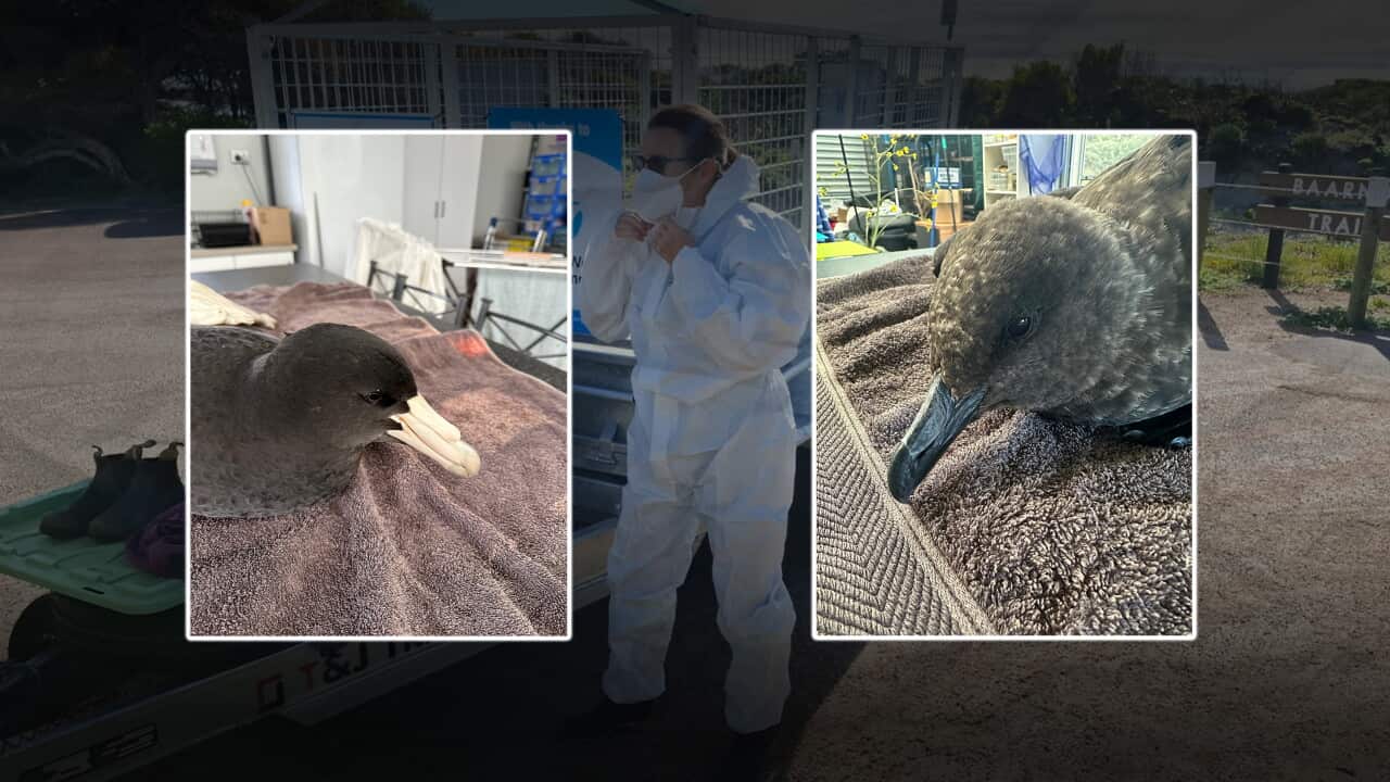 BIRD FLU COMPOSITE