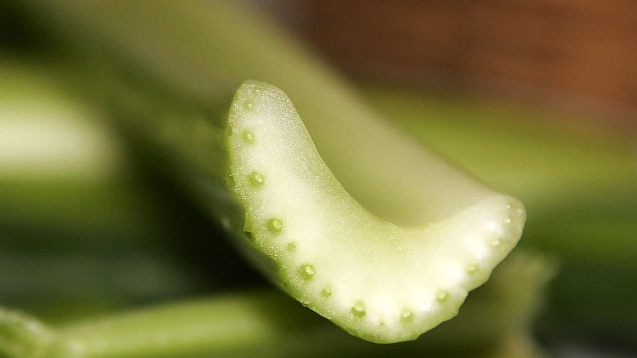 drinking celery juice is a holistic option for treating (not curing) psoriasis.