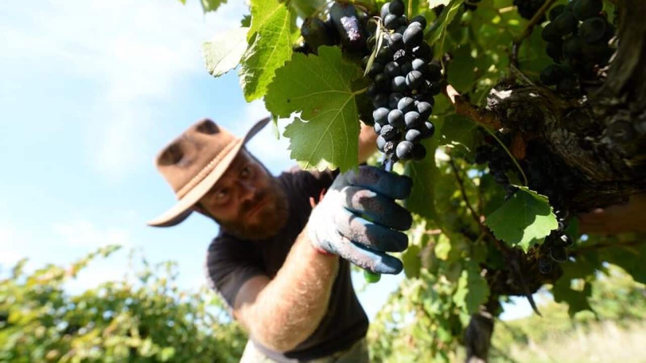 A file image of Luigi Cavallo harvesting shiraz grapes in Canberra.