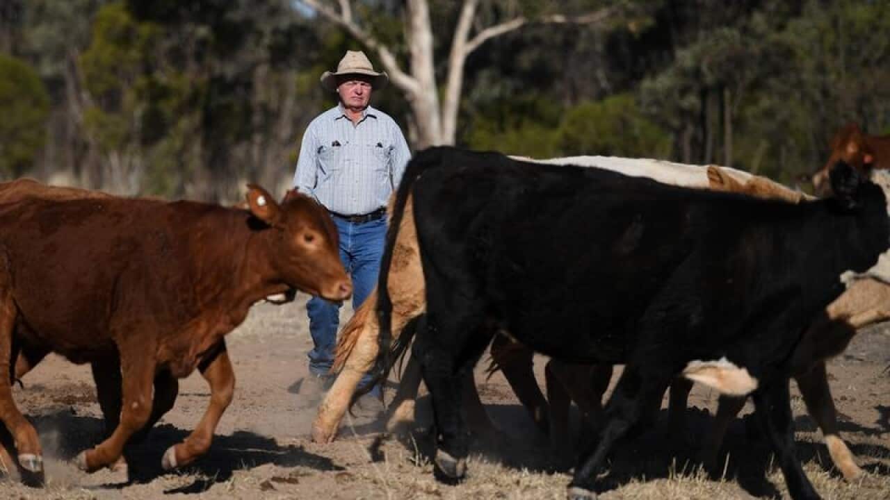 Grazier Peter "PJ" Cookson checks on cattle