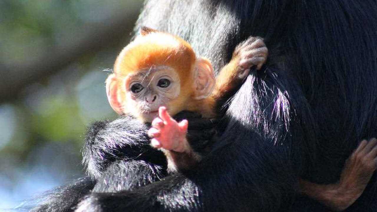 Taronga Zoo's newest baby orange leaf monkey, Nangua, cradling in his mother's arms.